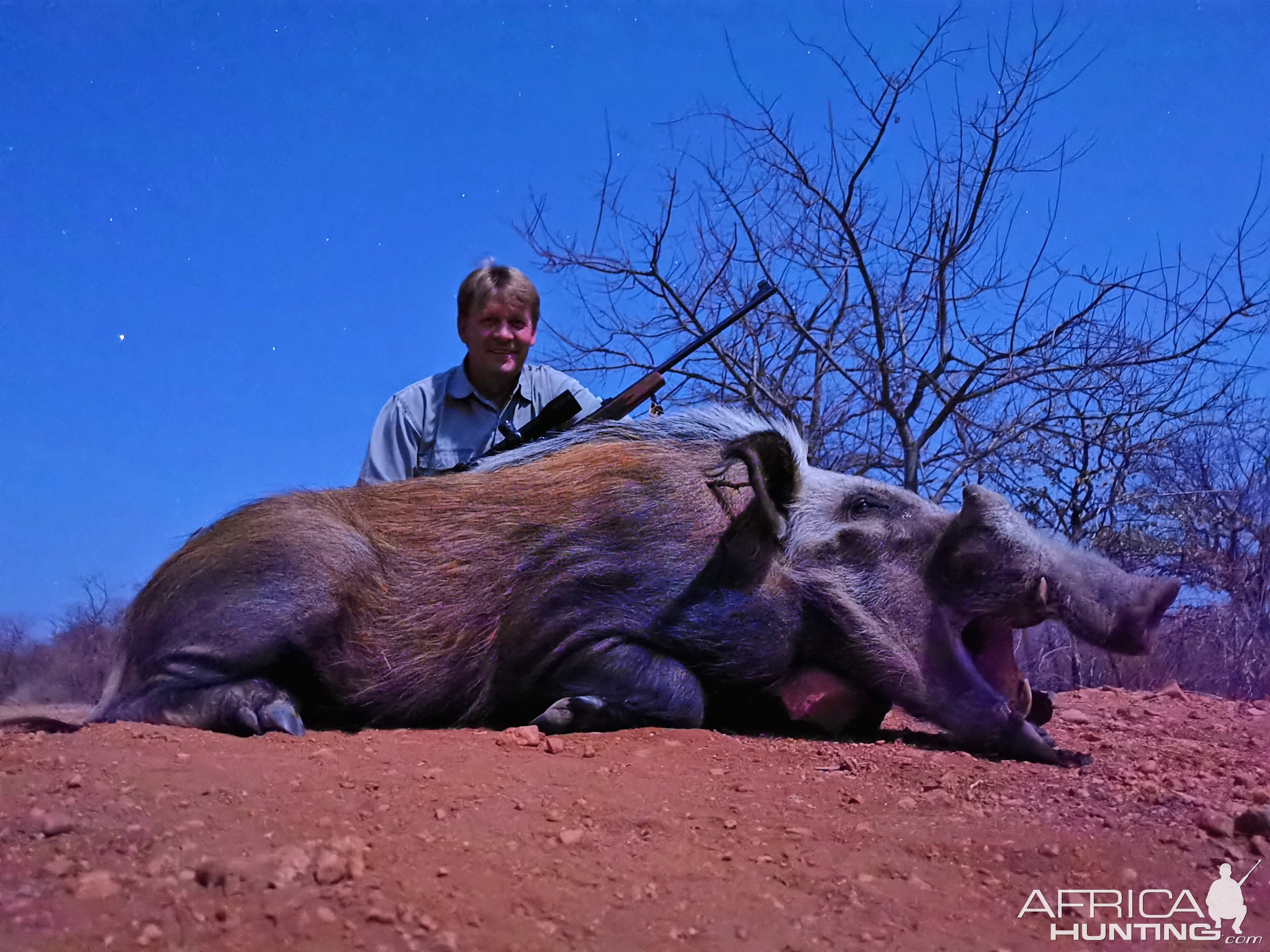 Bushpig Boar