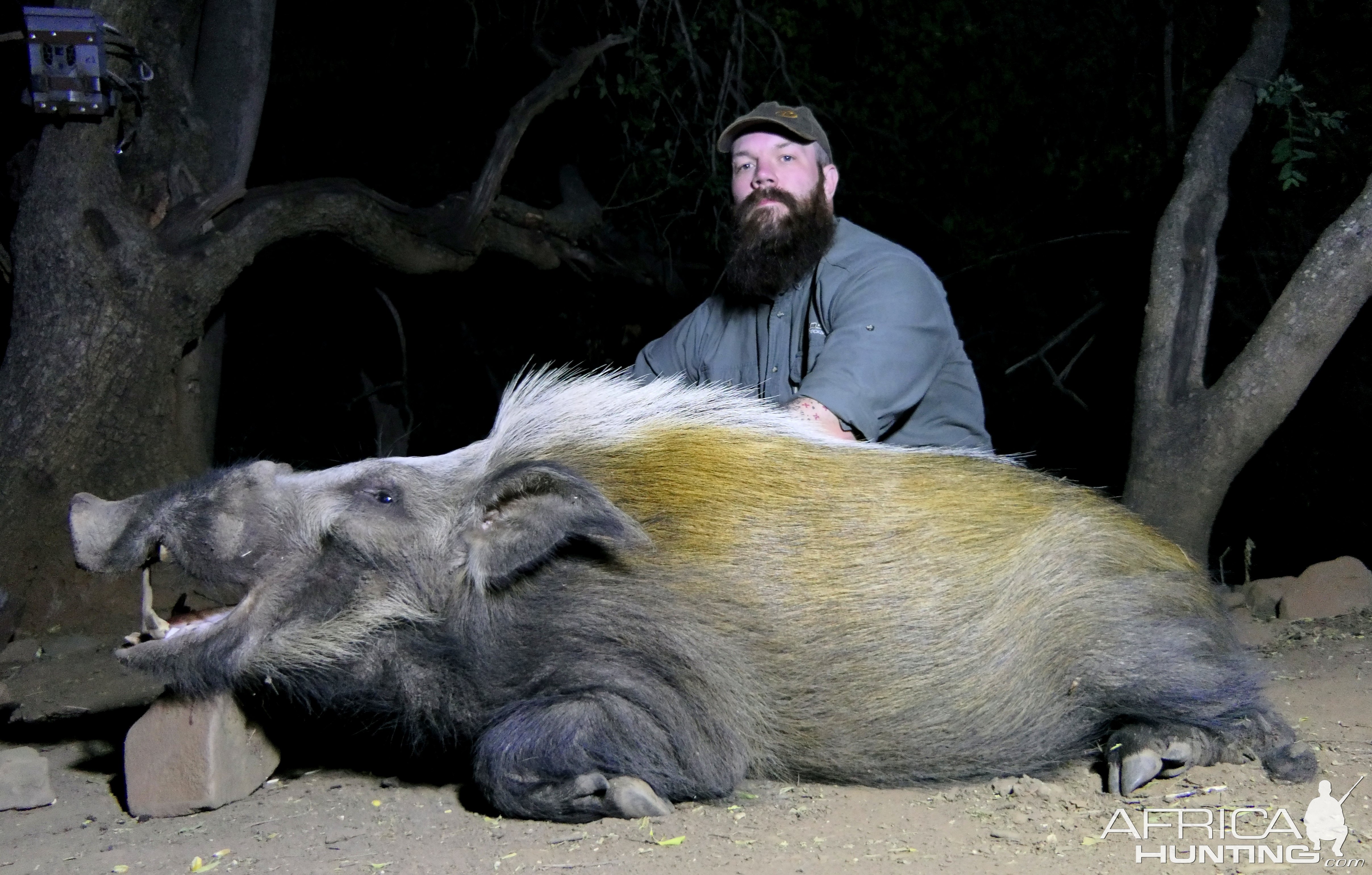 Bushpig Boar