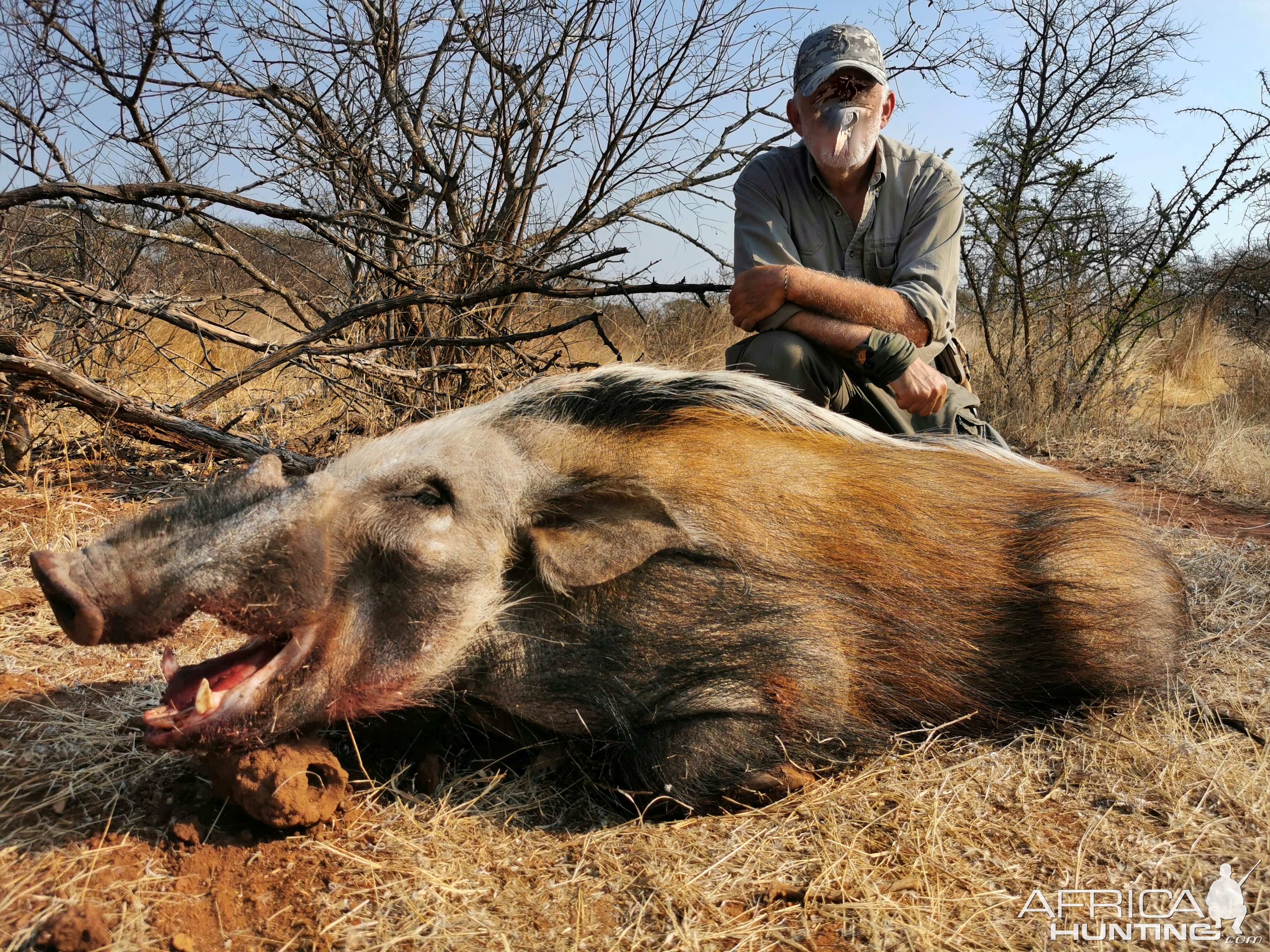 Bushpig Boar