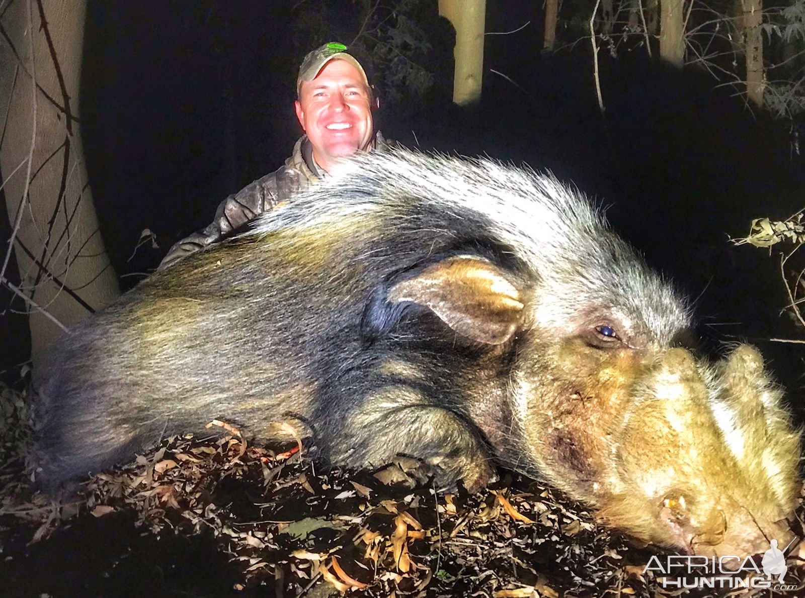 Bushpig Boar