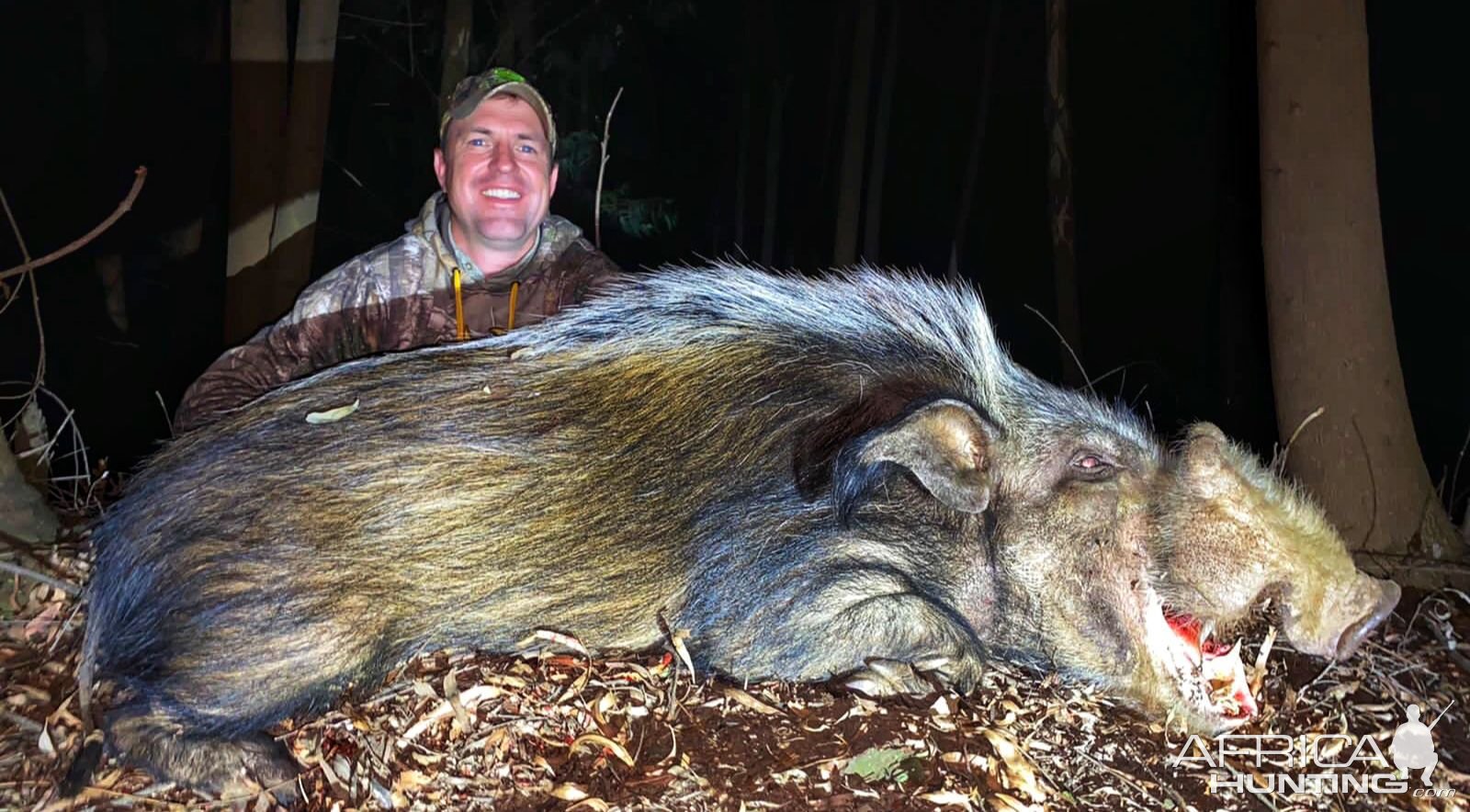 Bushpig Boar