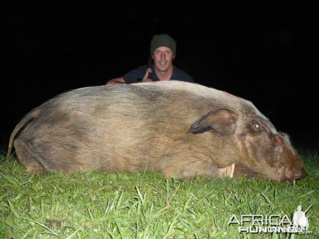 Bushpig Boar