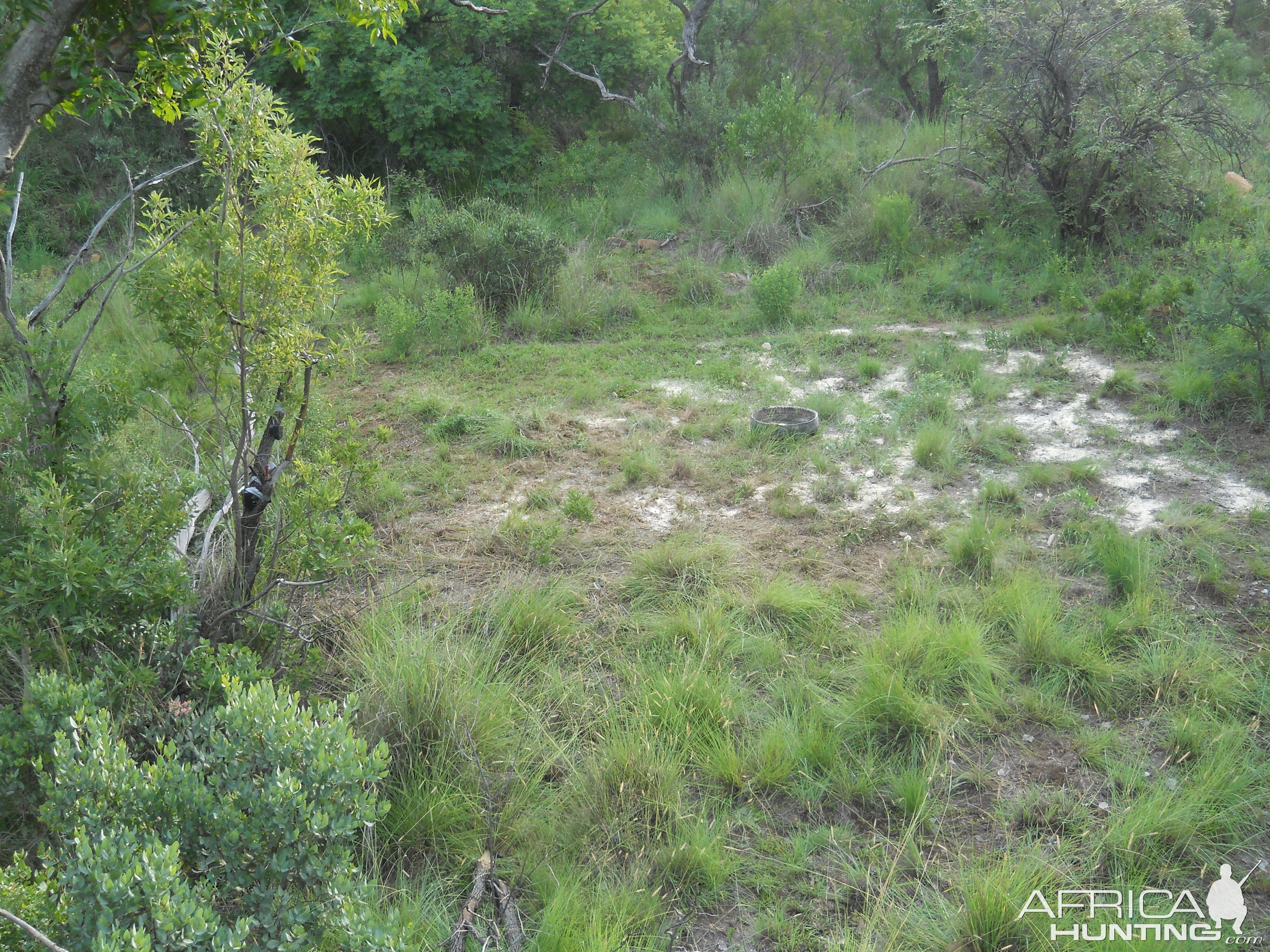 Bushpig Bow Hunting South Africa