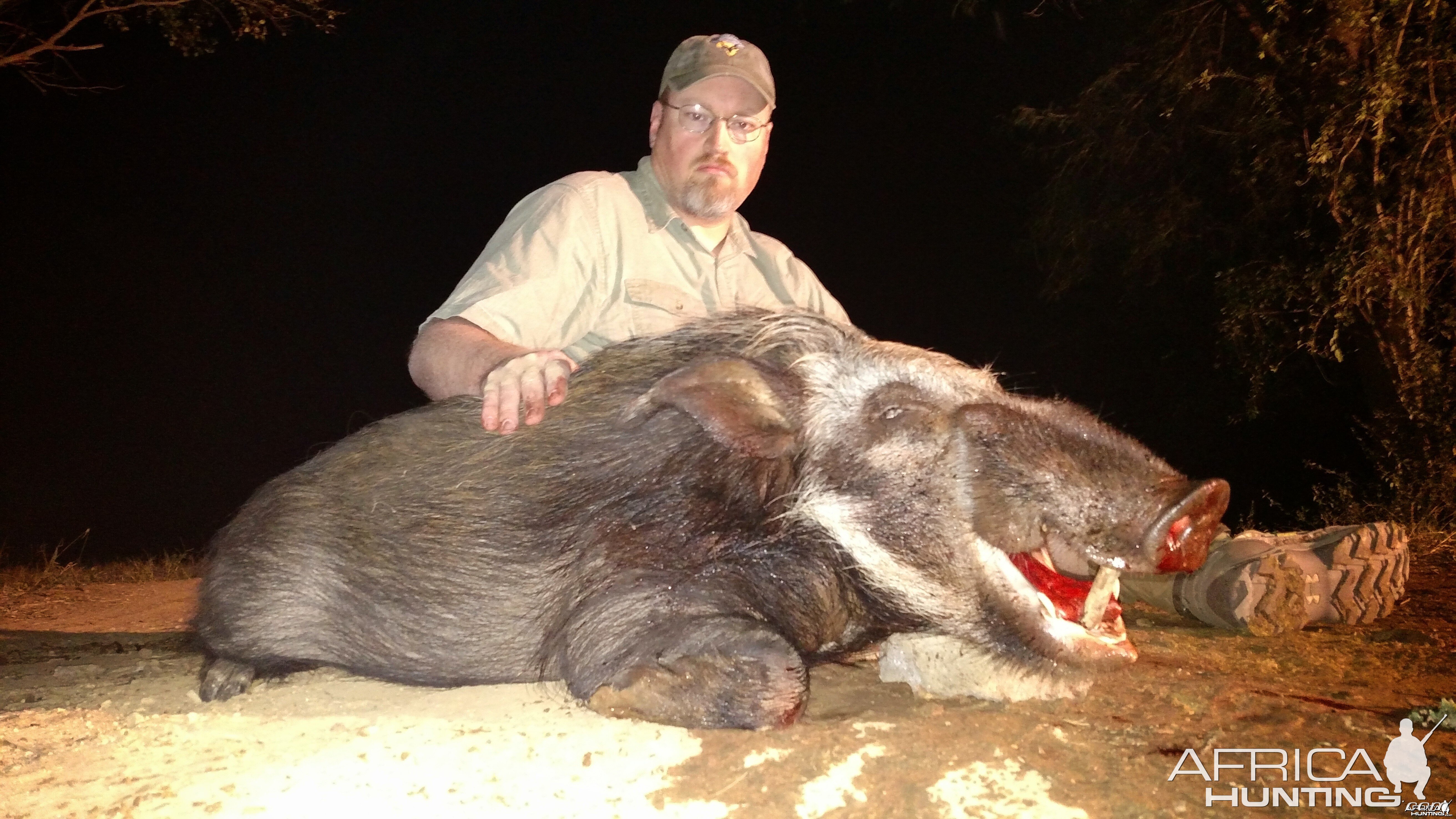 bushpig by moonlight