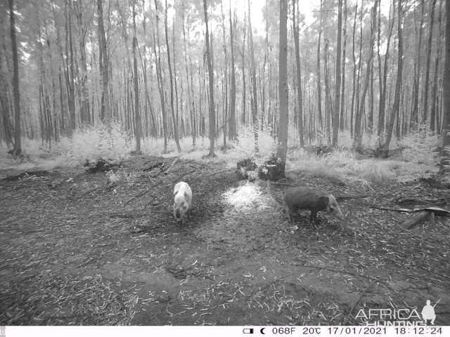 Bushpig Daylight Camera