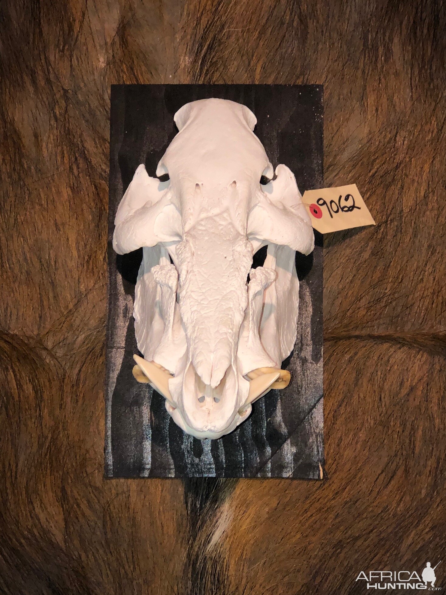 Bushpig European Skull Mount & Hide Taxidermy