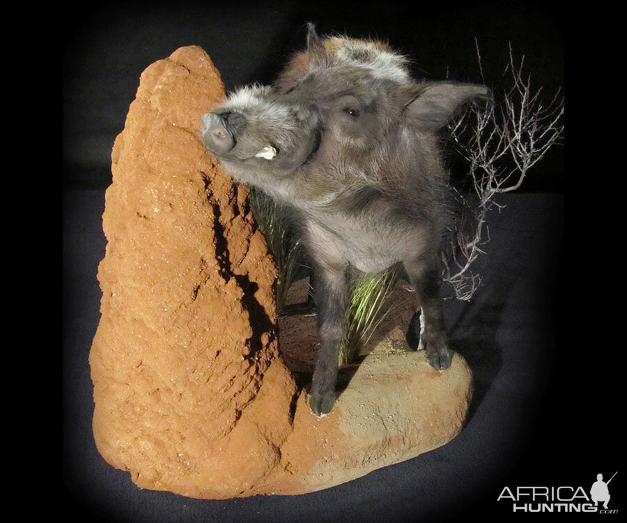 Bushpig Full Mount Taxidermy