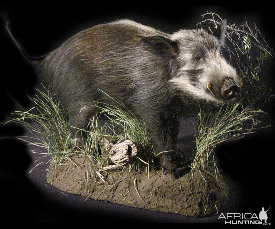 Bushpig Full Mount Taxidermy