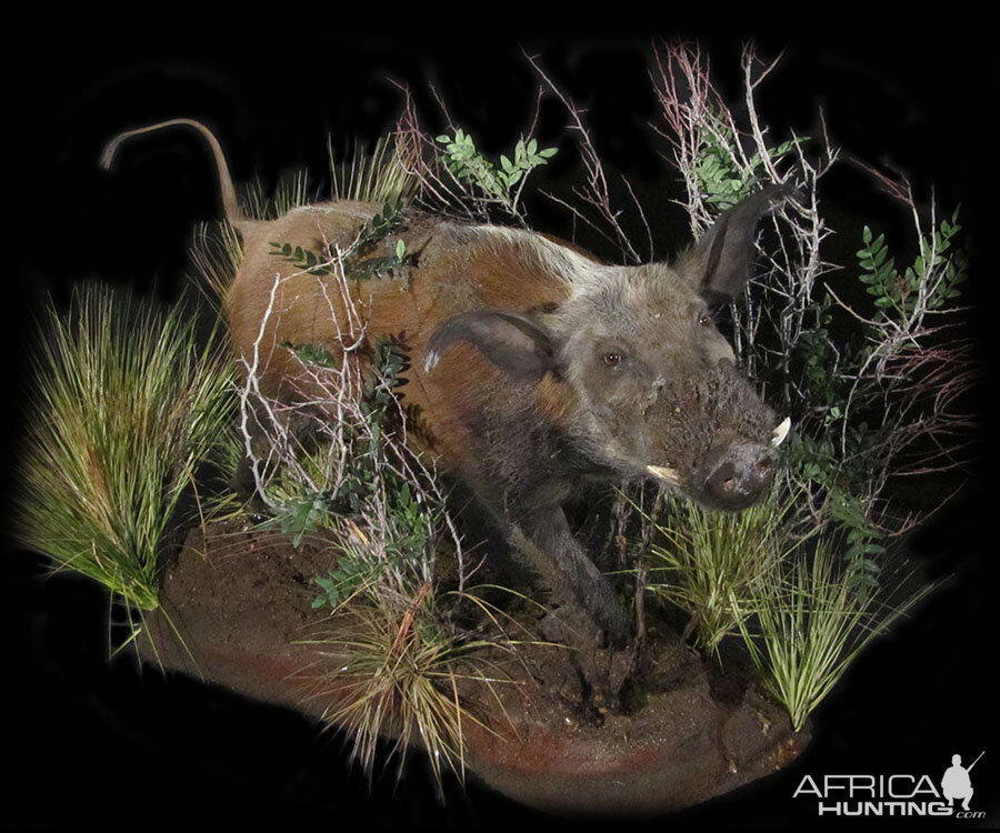 Bushpig Full Mount Taxidermy