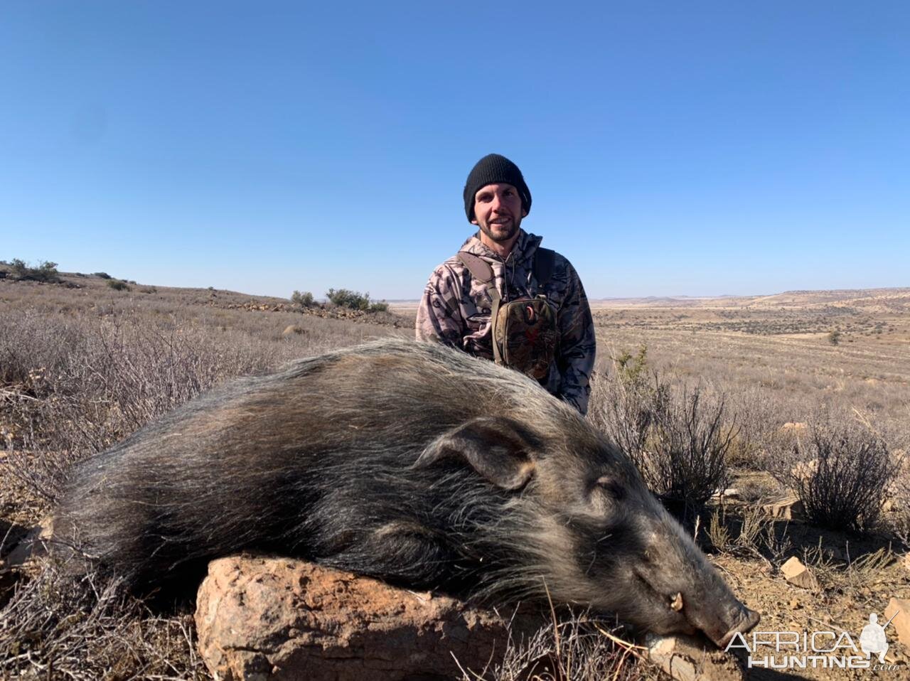 Bushpig Hunt Eastern Cape South Africa