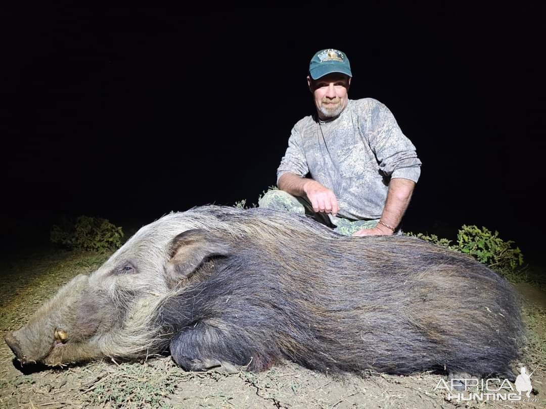 Bushpig Hunt Eastern Cape South Africa