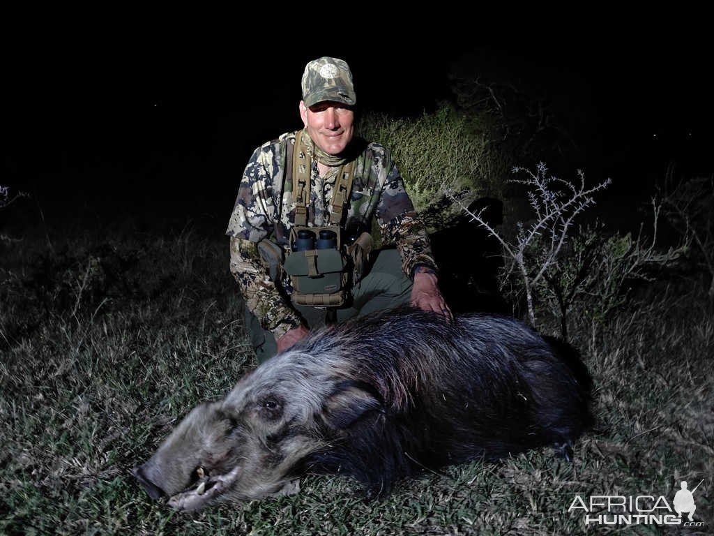 Bushpig Hunt Eastern Cape South Africa