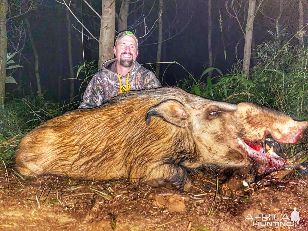 Bushpig Hunt Limpopo South Africa