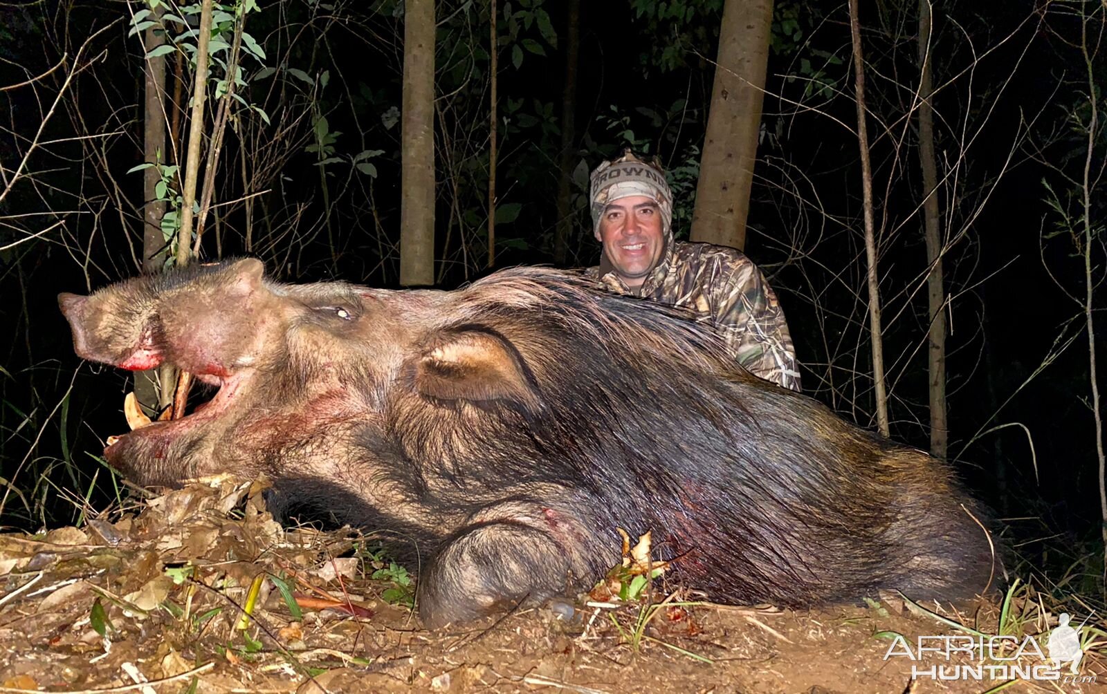 Bushpig Hunt Limpopo South Africa