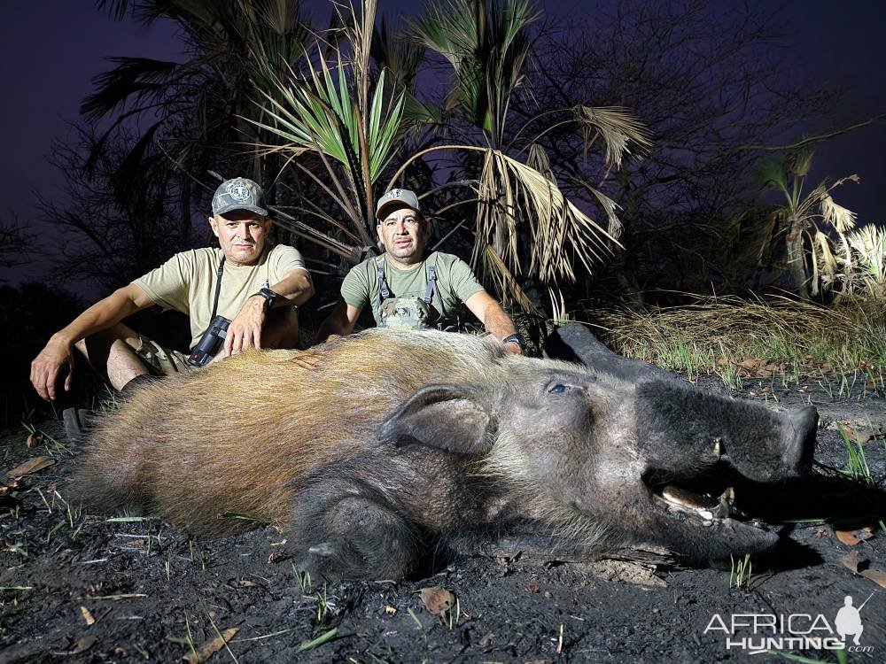 Bushpig Hunt Mozambique