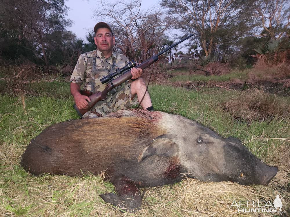 Bushpig Hunt Mozambique