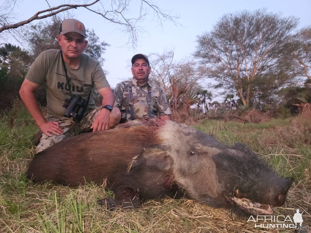 Bushpig Hunt Mozambique