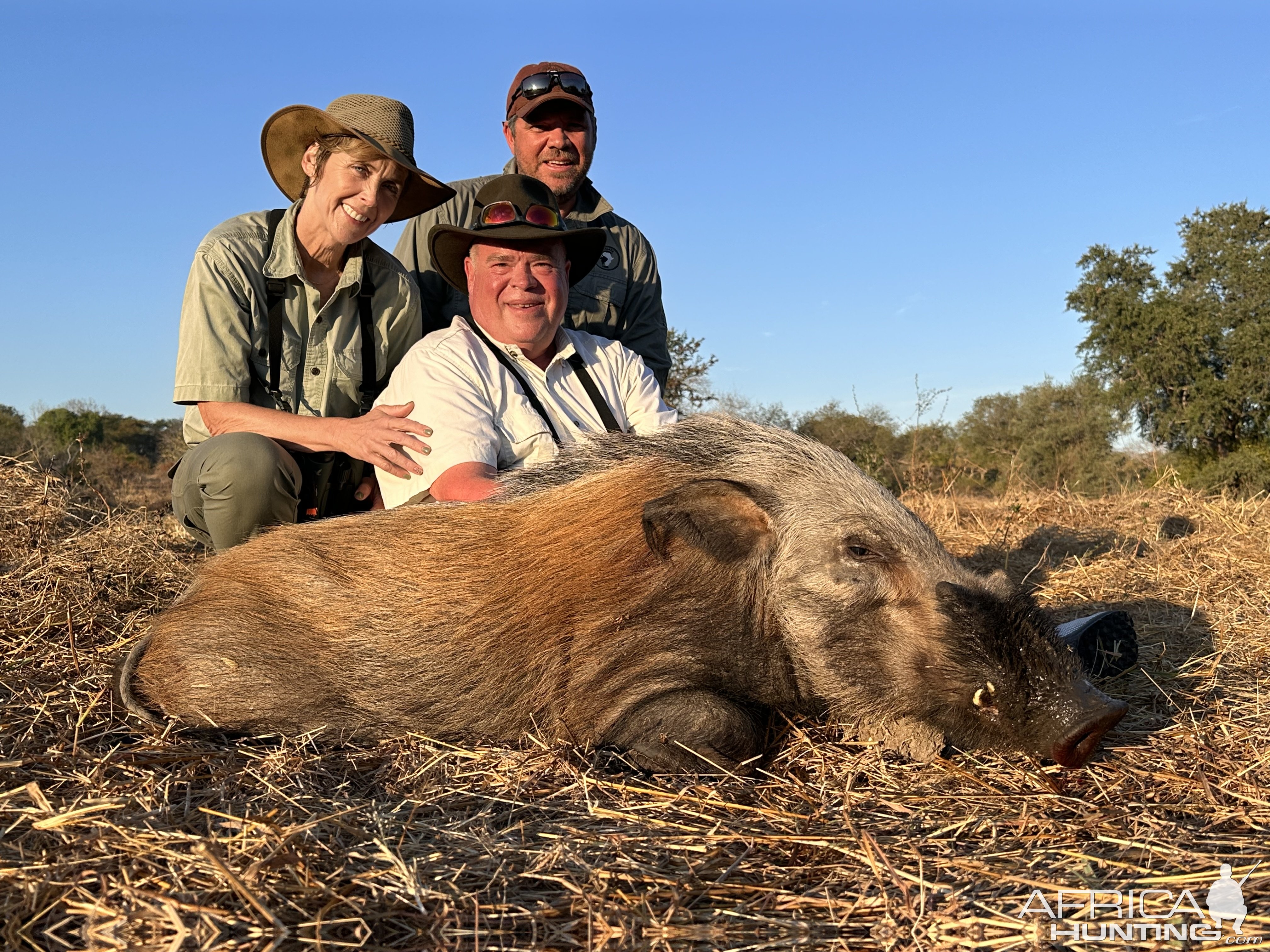 Bushpig Hunt Mozambique