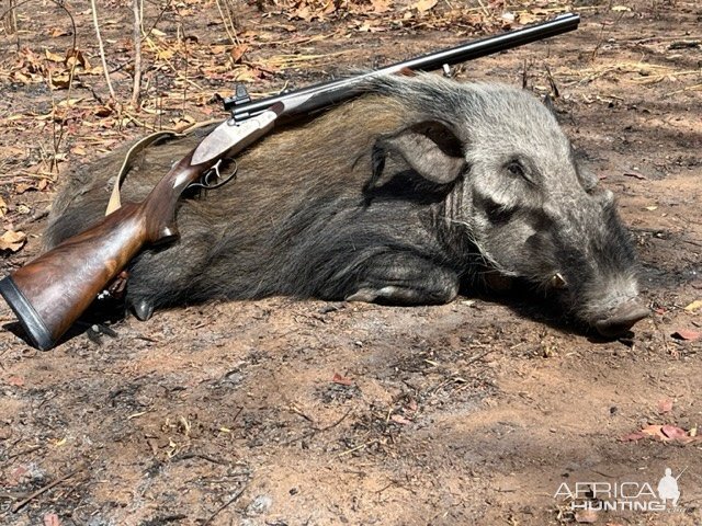 Bushpig Hunt Mozambique