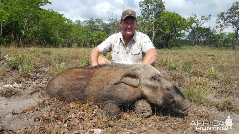 Bushpig Hunt Mozambique