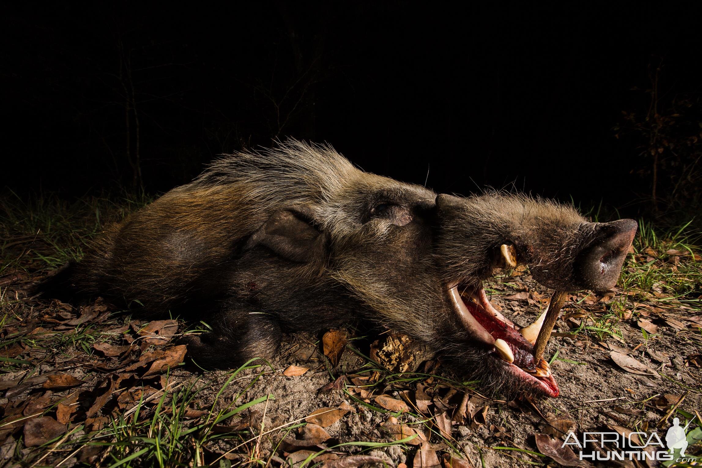 Bushpig Hunt Mozambique