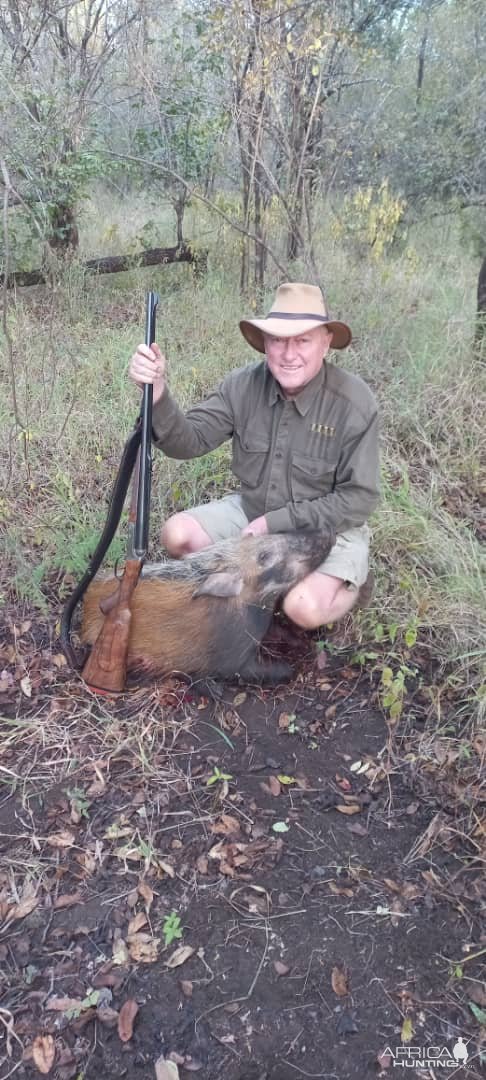 Bushpig Hunt Ngurungundu Zimbabwe