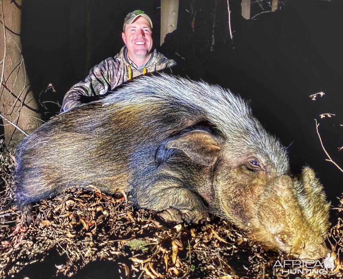 Bushpig Hunt South Africa