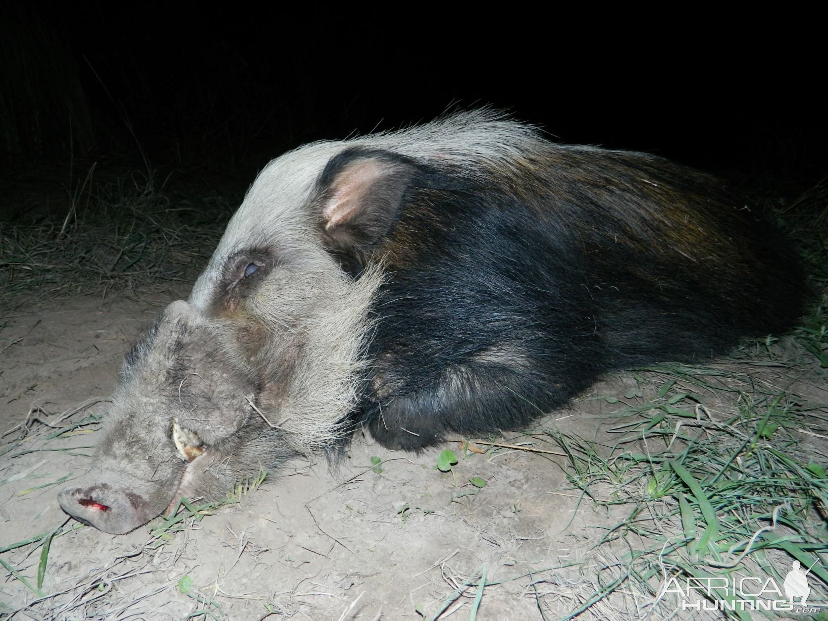 Bushpig Hunt South Africa