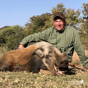 Bushpig Hunt South Africa