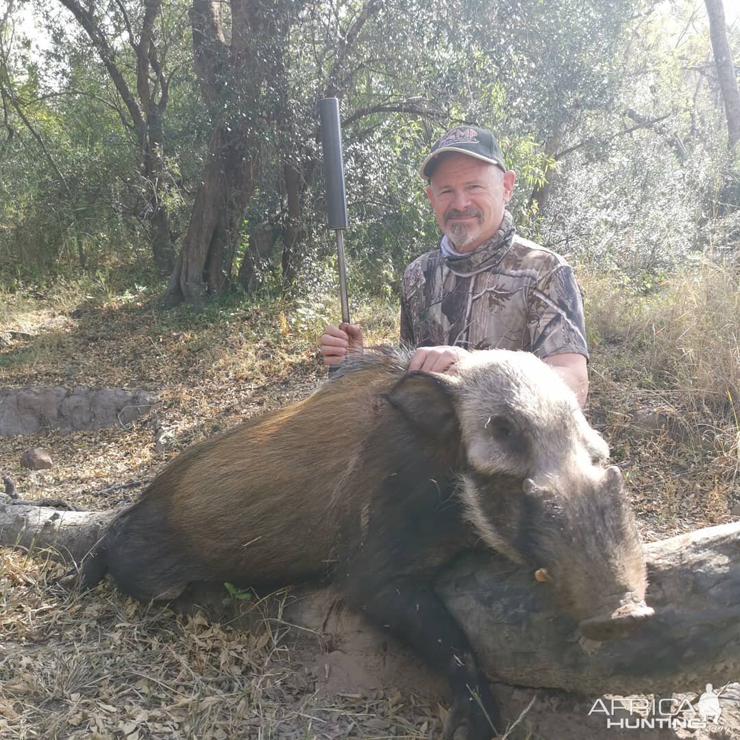 Bushpig Hunt South Africa