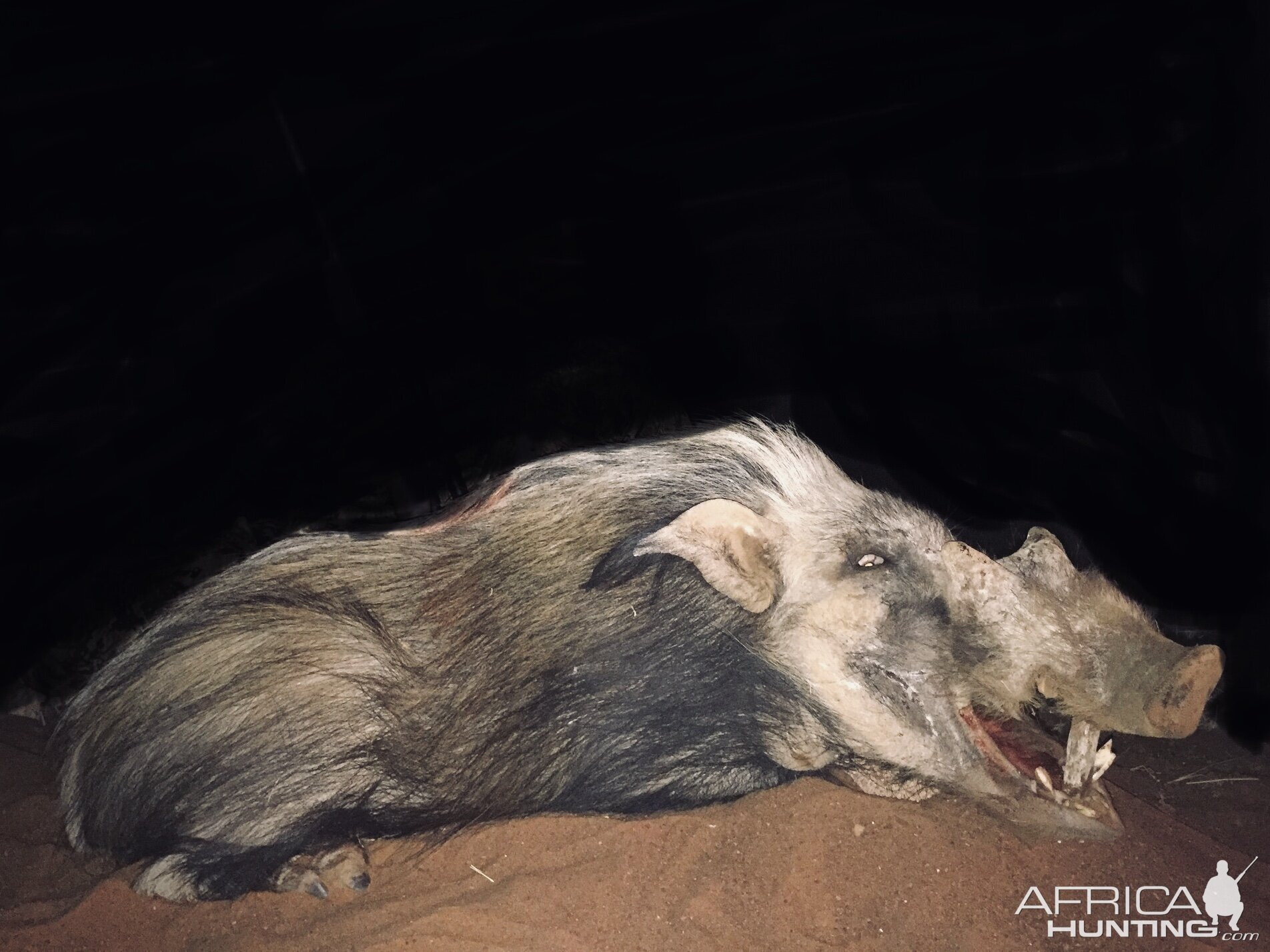 Bushpig Hunt South Africa