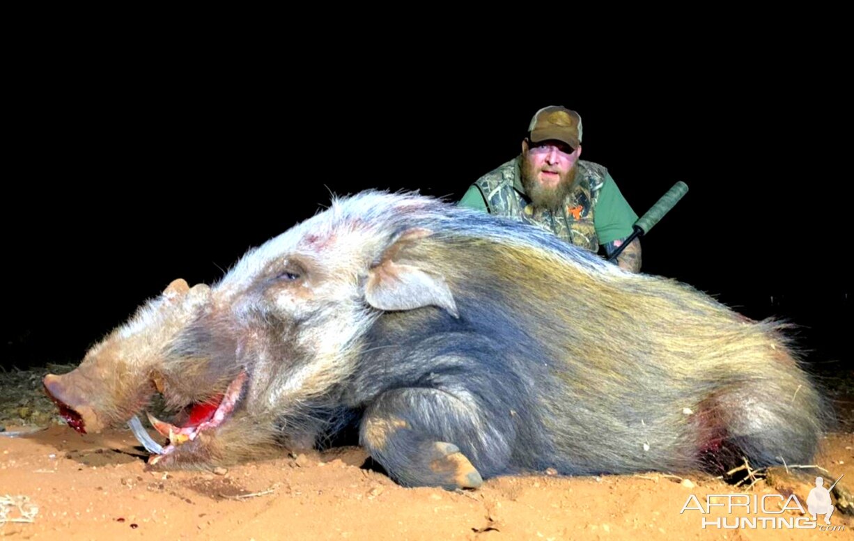 Bushpig Hunt South Africa