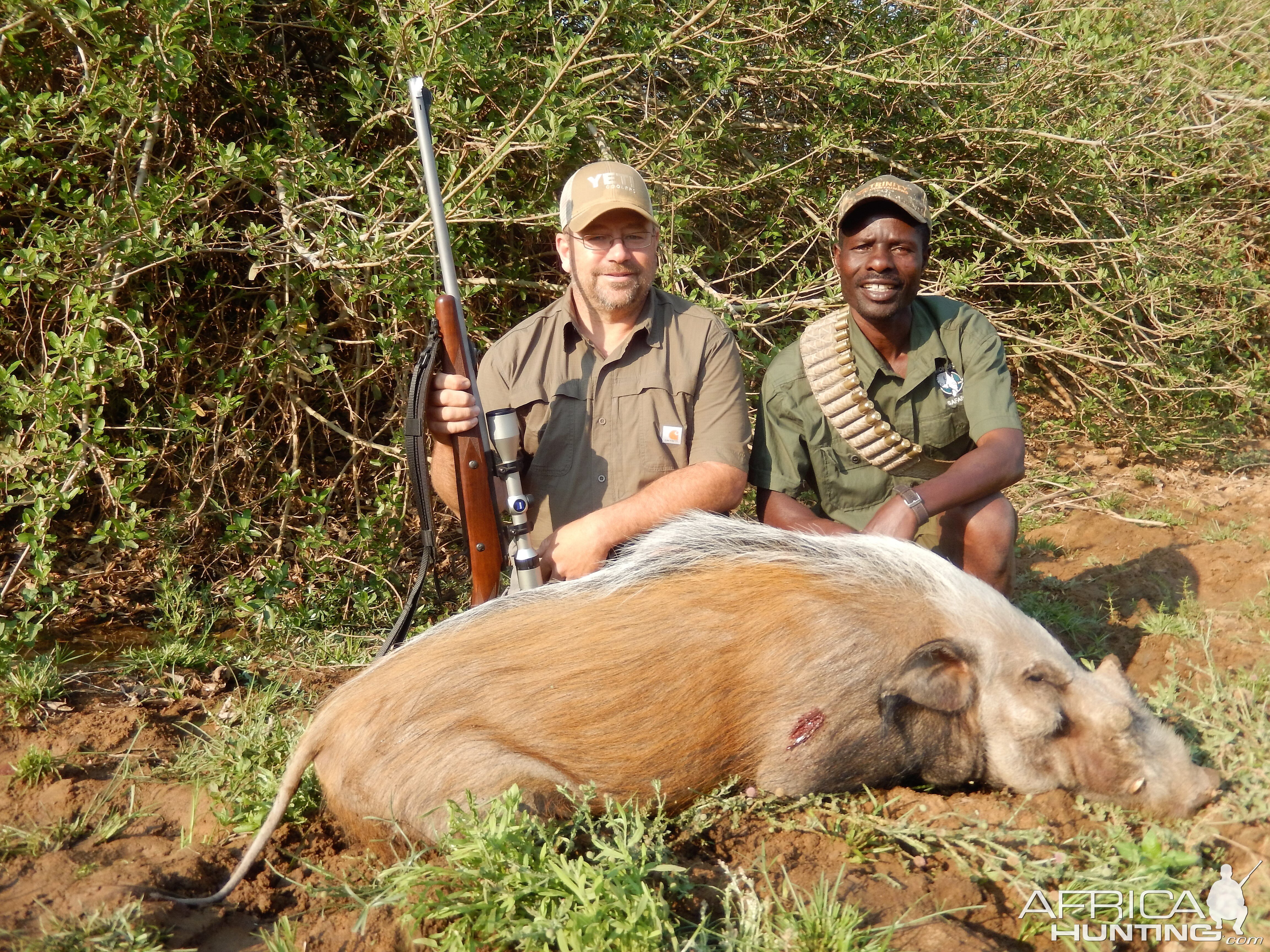 Bushpig Hunt