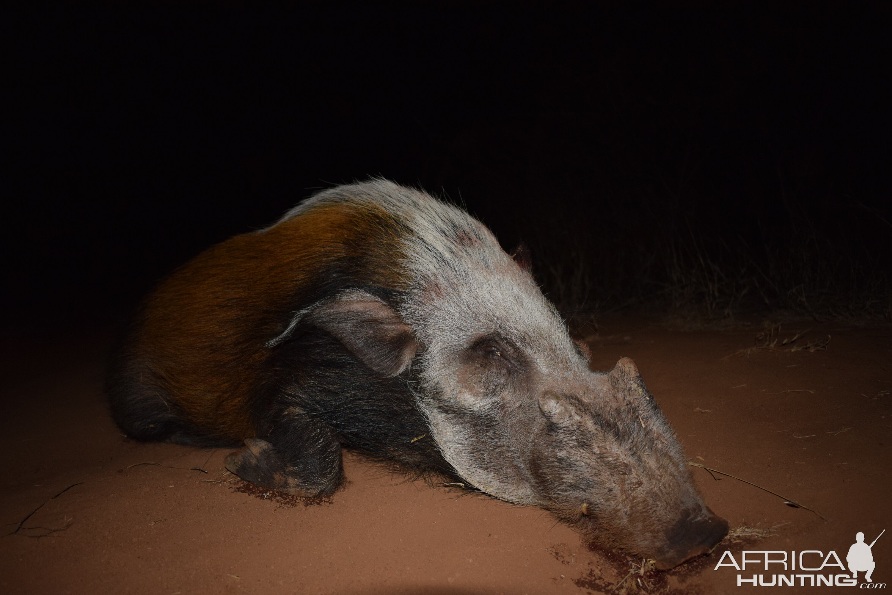 Bushpig Hunting in South Africa