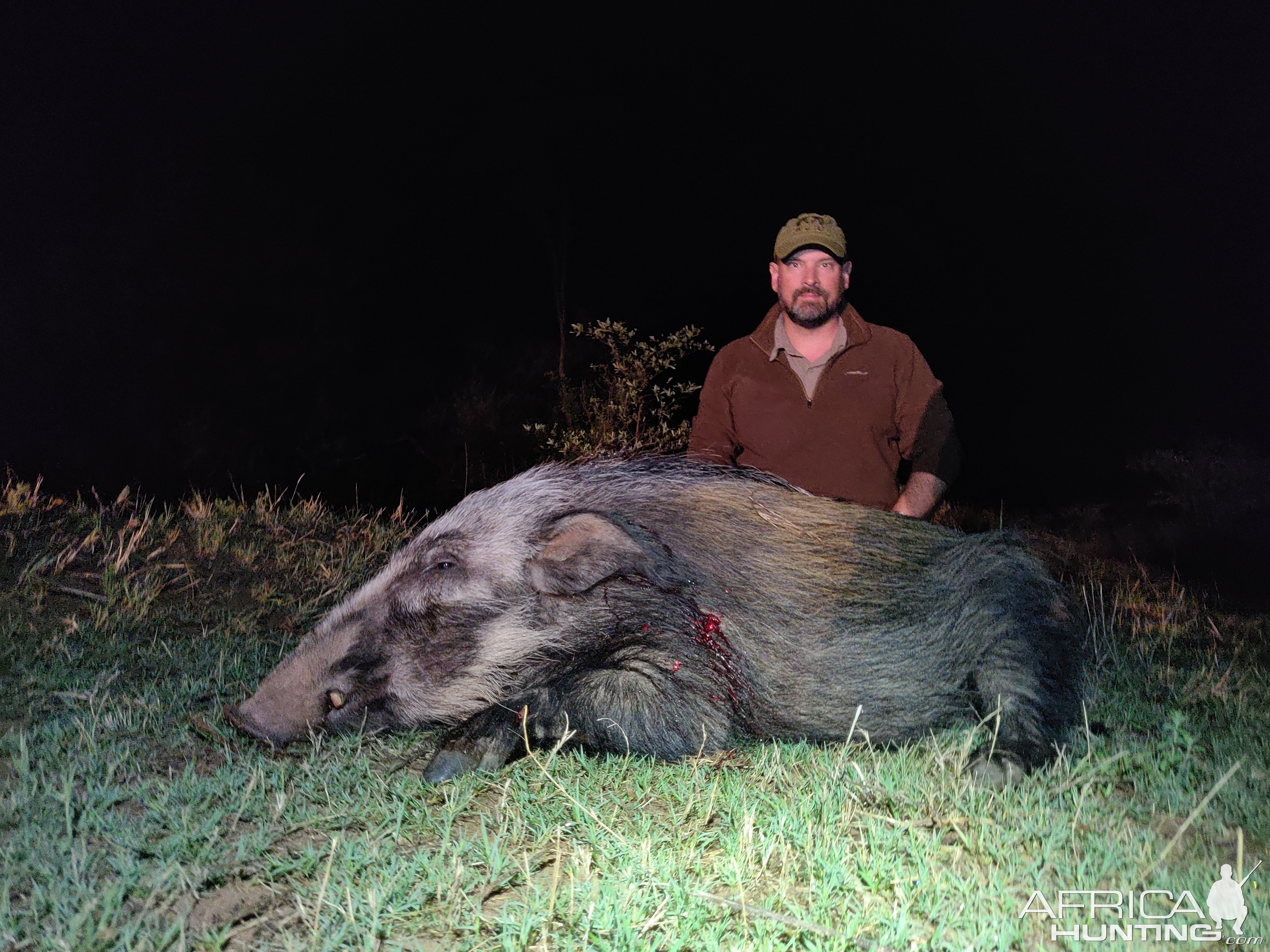 Bushpig Hunting Limpopo South Africa