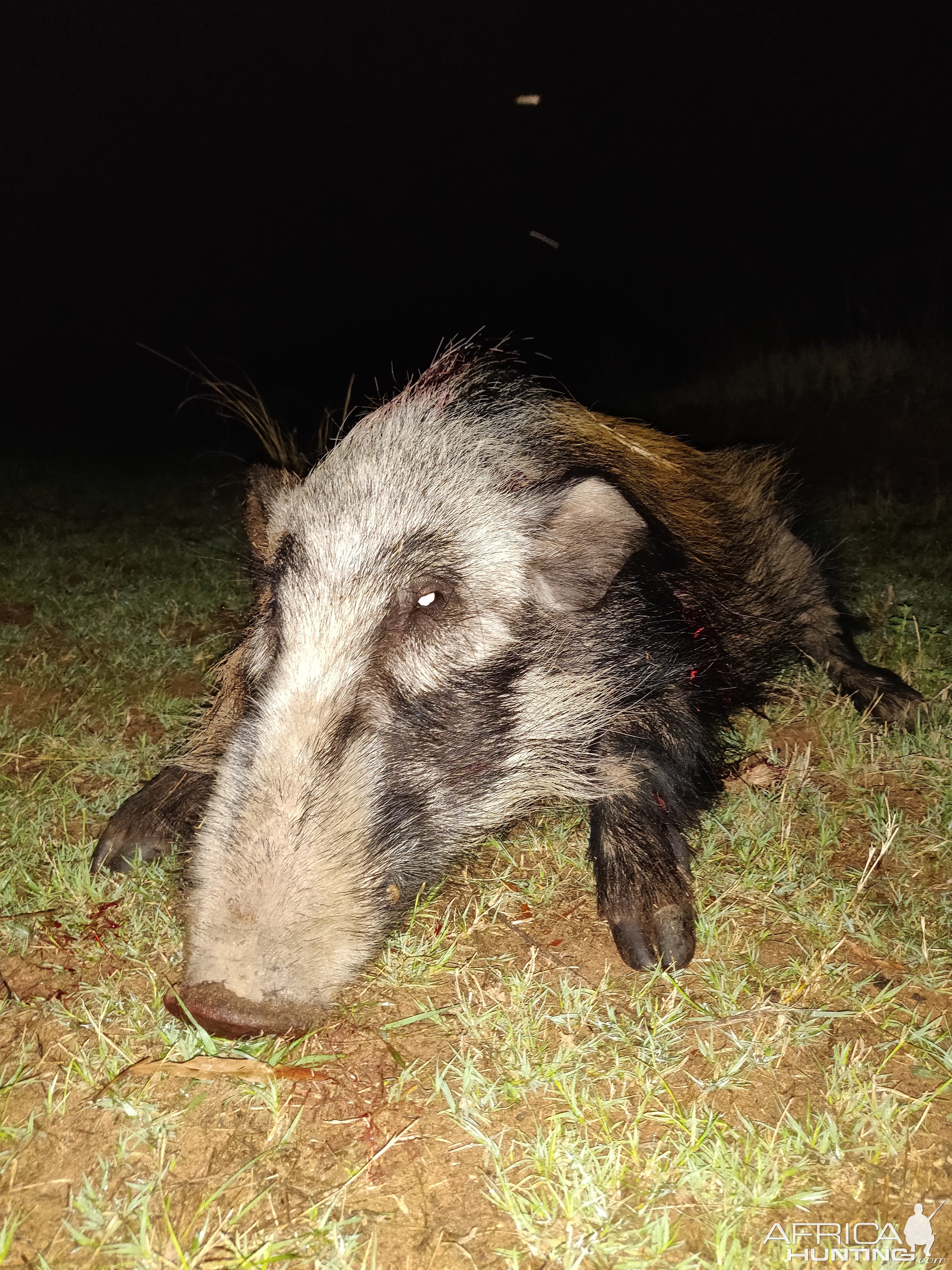 Bushpig Hunting Limpopo South Africa