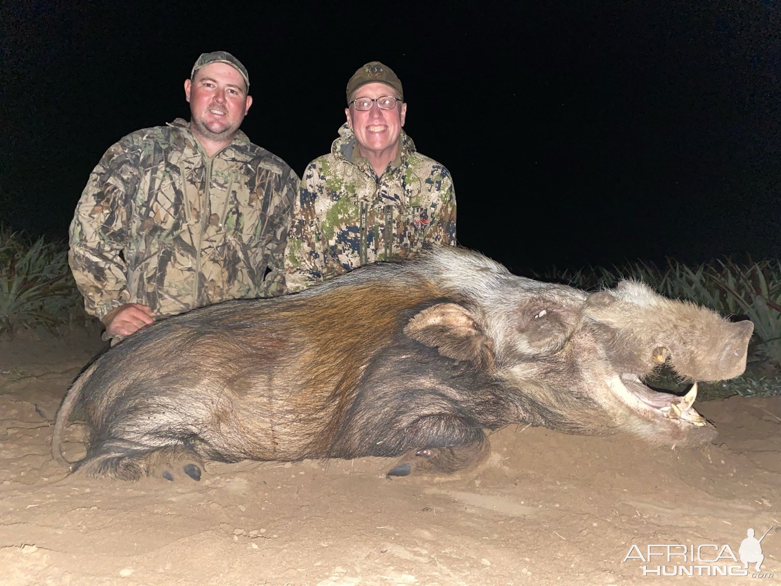 Bushpig Hunting Limpopo South Africa