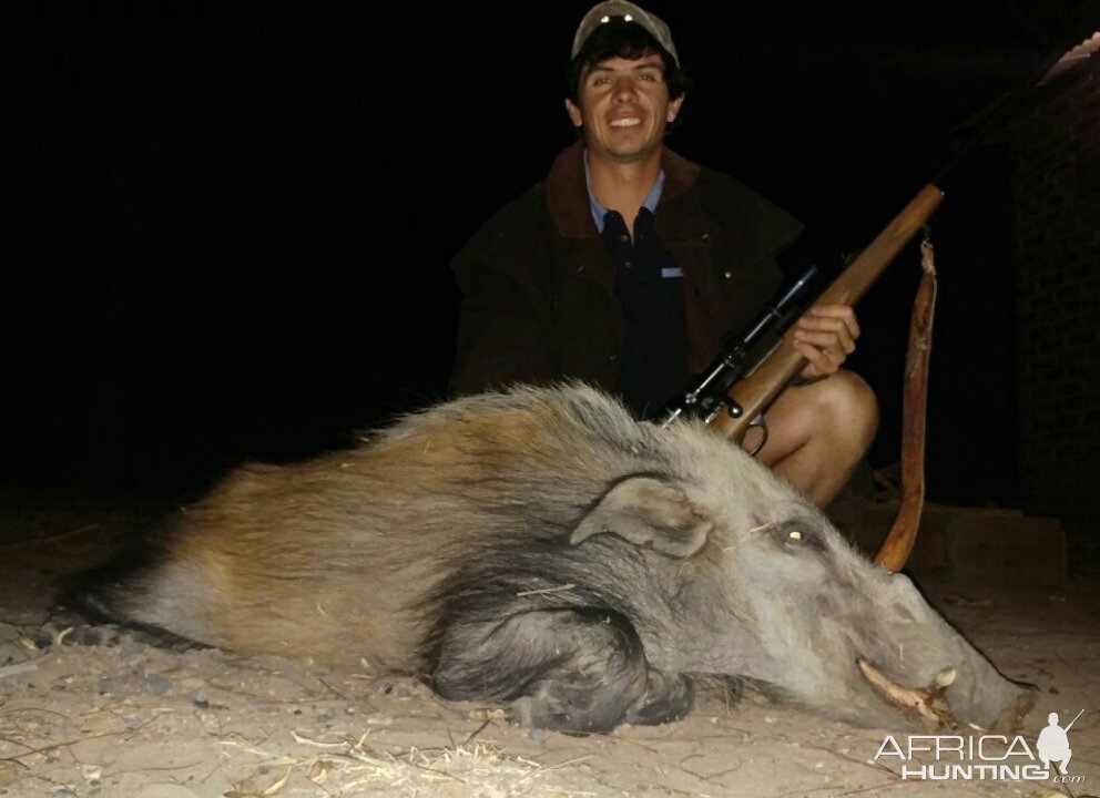 Bushpig Hunting Limpopo South Africa