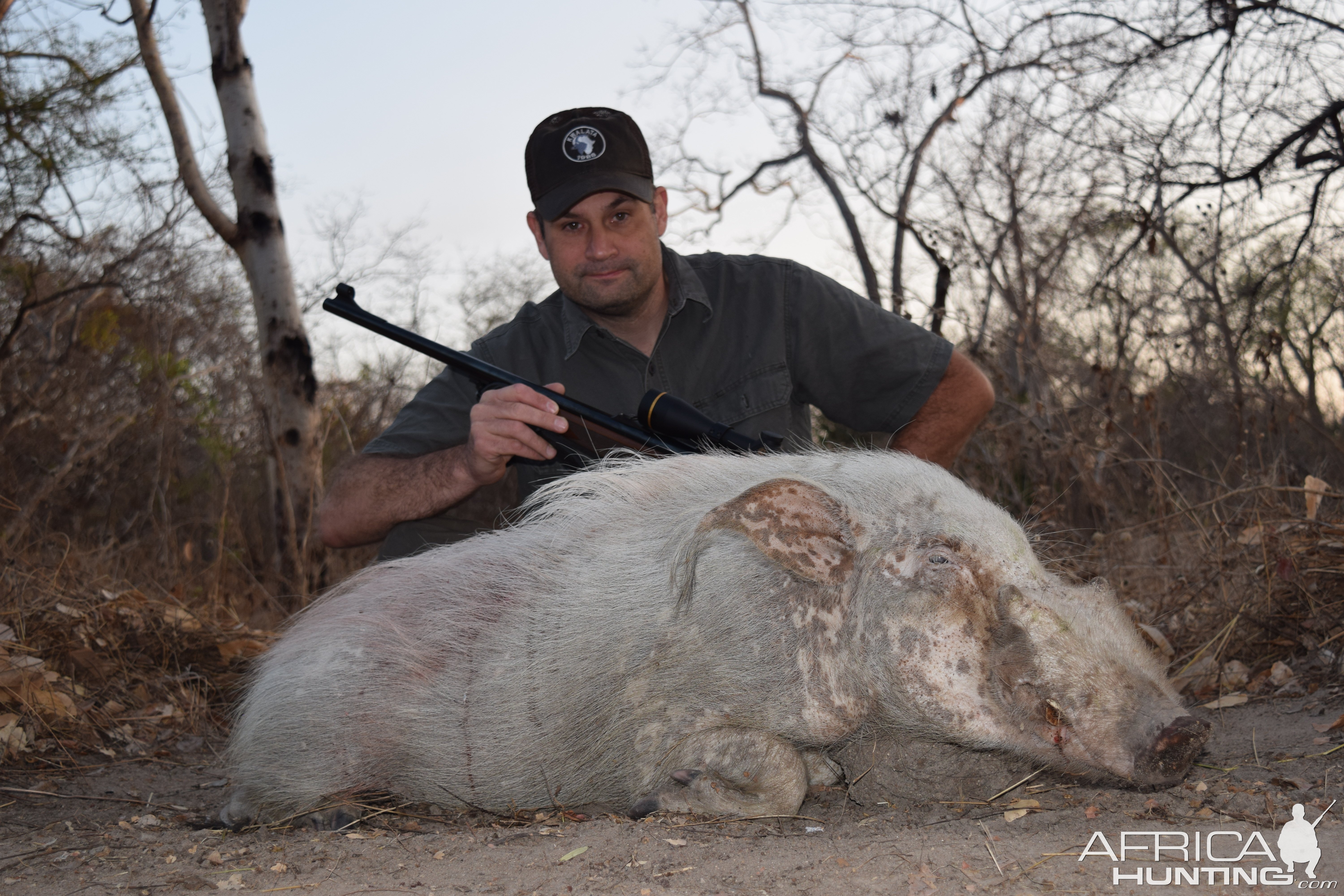 Bushpig Hunting Nissa Reserve Mozambique