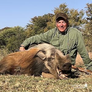 Bushpig Hunting South Africa