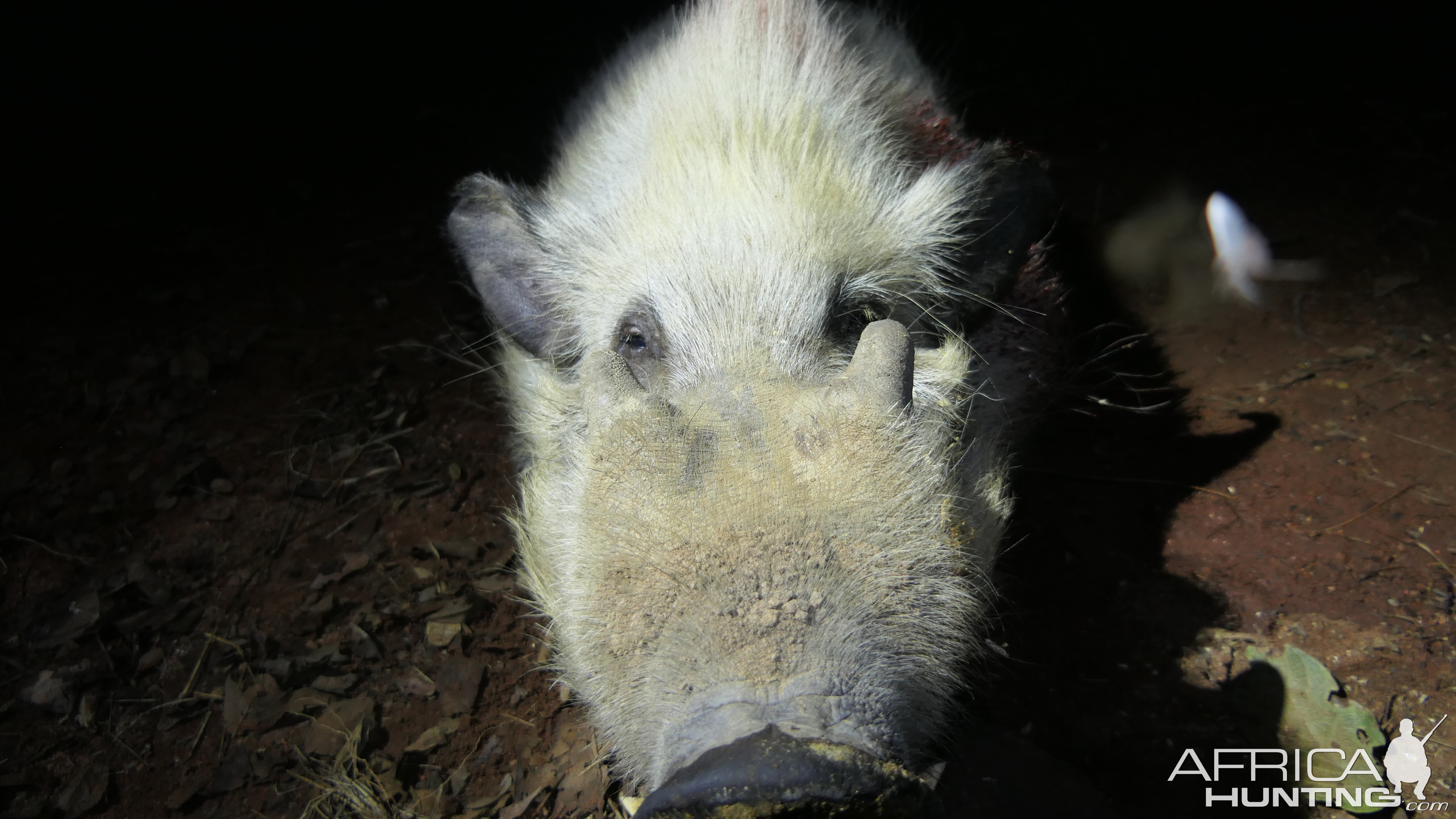 Bushpig Hunting South Africa