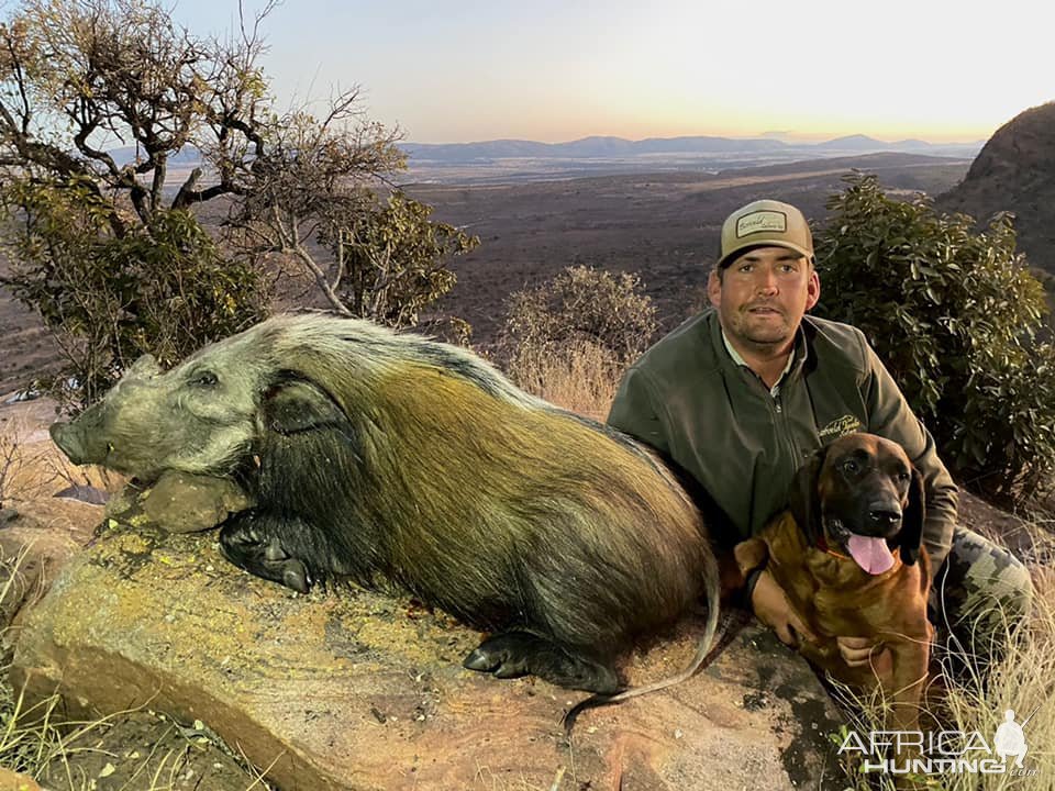 Bushpig Hunting South Africa