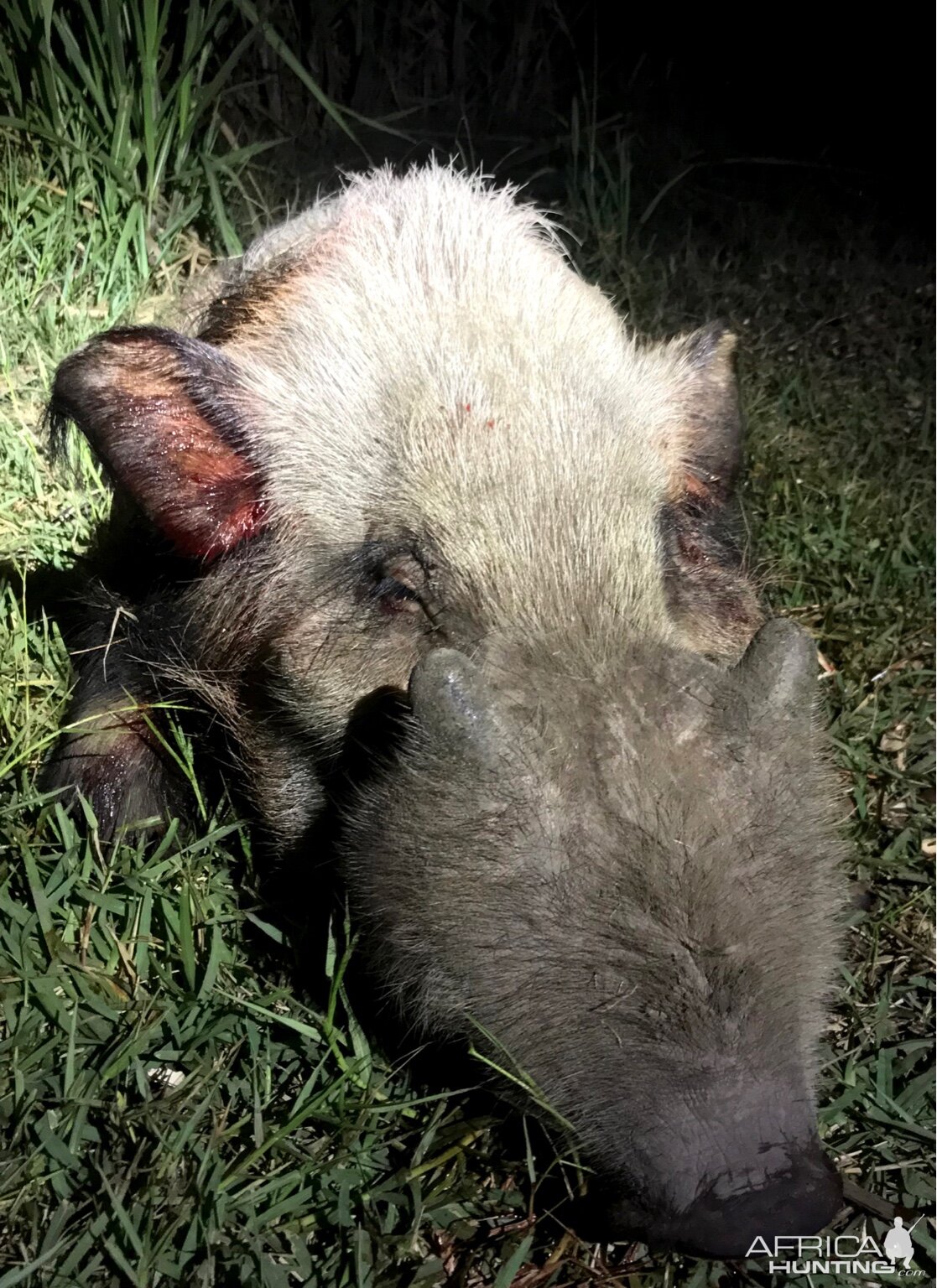 Bushpig Hunting South Africa