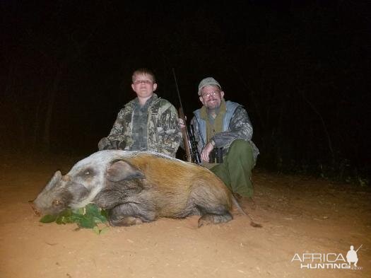 Bushpig Hunting Sunset Safaris