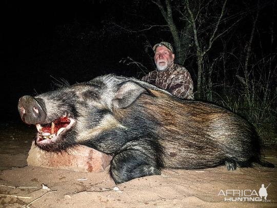 Bushpig Hunting Sunset Safaris