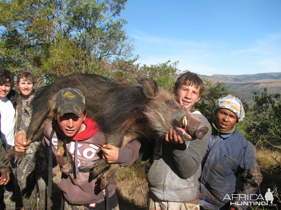 Bushpig hunting with hounds - Mankazana Valley