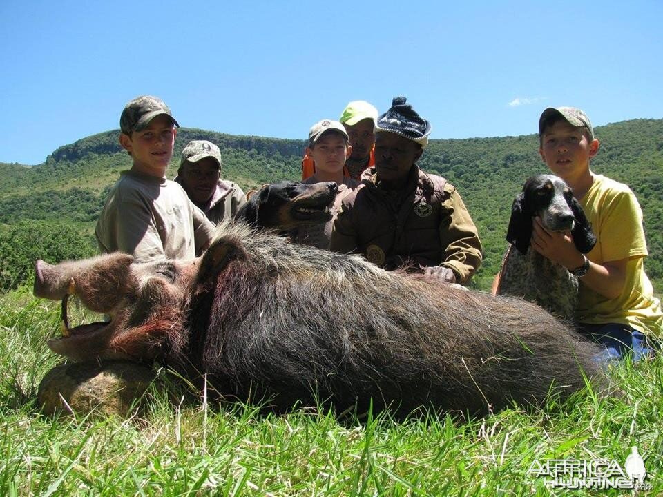 Bushpig hunting with hounds - Mankazana Valley