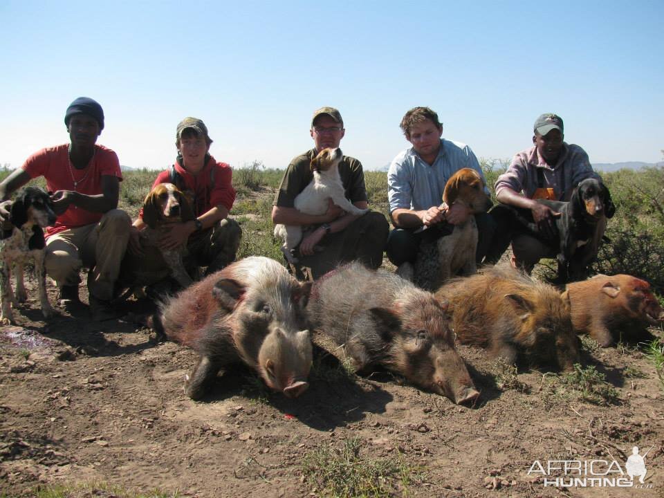 Bushpig hunting with hounds - Mankazana Valley