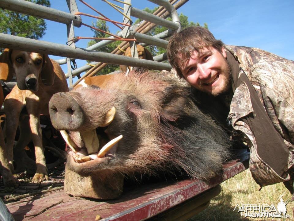 Bushpig hunting with hounds - Mankazana Valley