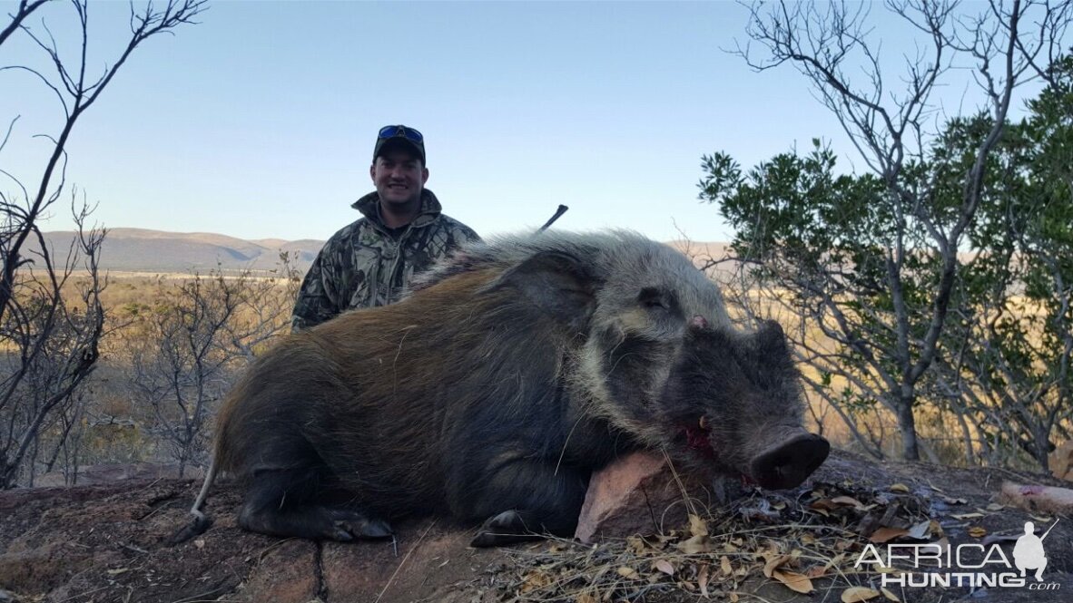 Bushpig Hunting with Pro Hunting Safaris